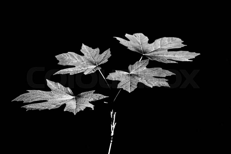 Black and white leaves isolated on black showing high detail and range, stock photo