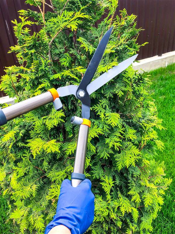 Care of garden, pruning of branches, hand with garden tool. Studio Photo, stock photo