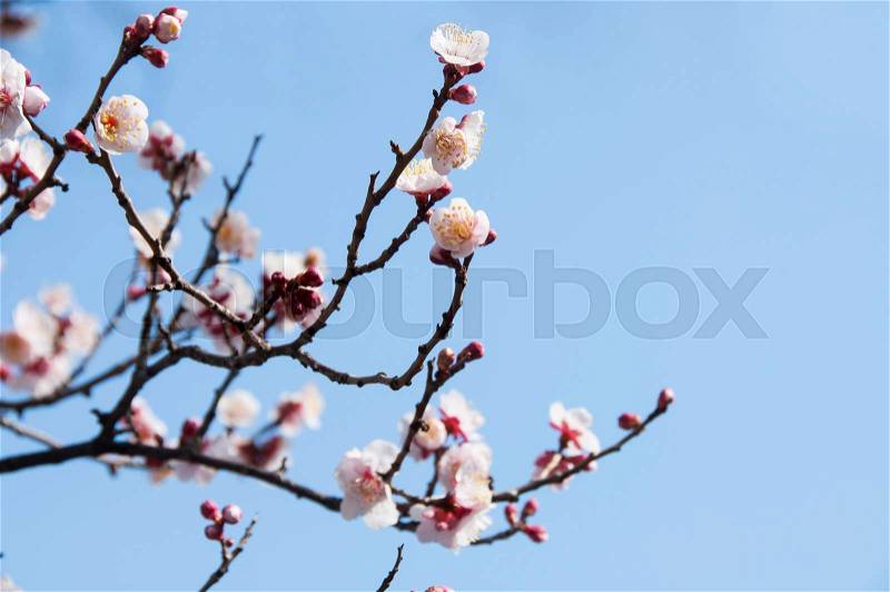 Sakura, Cherry blossom flower with blue sky background in Tokyo, Japan, stock photo