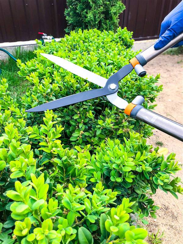 Care of garden, pruning of branches, hand with garden tool. Studio Photo, stock photo