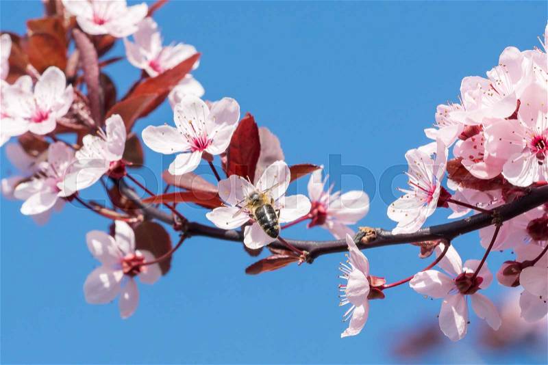 Bee on a pink cherry blossoms. Spring floral background on a blue sky. Cherry flowers blossoming in the springtime, stock photo