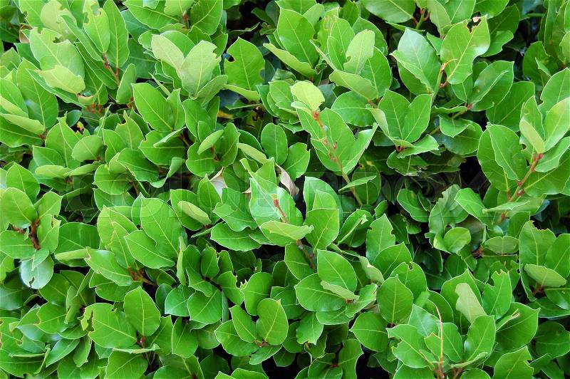 Laurel leaves, hedge of green laurel bushes. Nature texture, vegetal background, stock photo