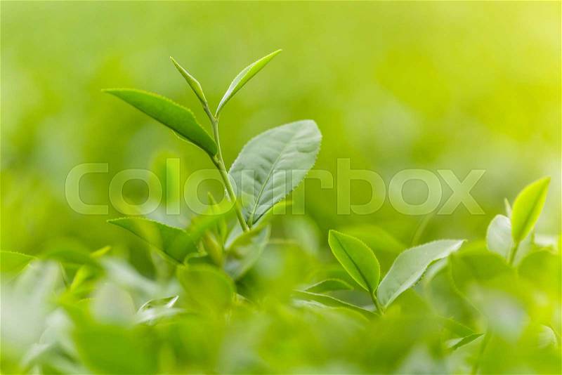 Fresh green tea leaves in a tea plantation, stock photo