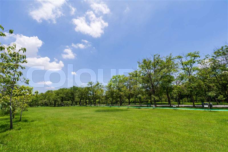 Green tree in a beautiful park garden under blue sky, stock photo