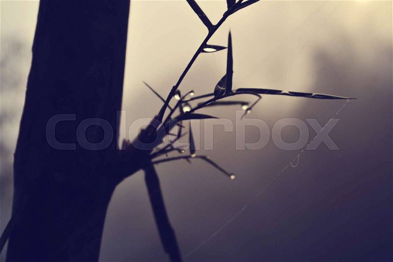 Bamboo and water drops on spider web among the mountains and mist, stock photo