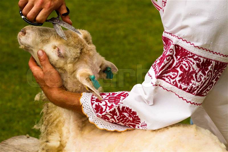 Man shearing a sheep with scissors in traditional costume, stock photo