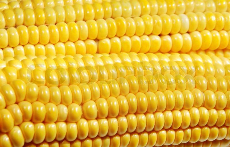 Close-up of yellow maize grain, stock photo