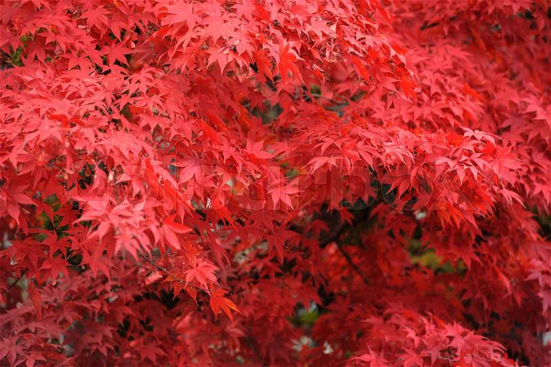 Autumn red maple leaves with in the rinnoji garden nikko in japan, stock photo
