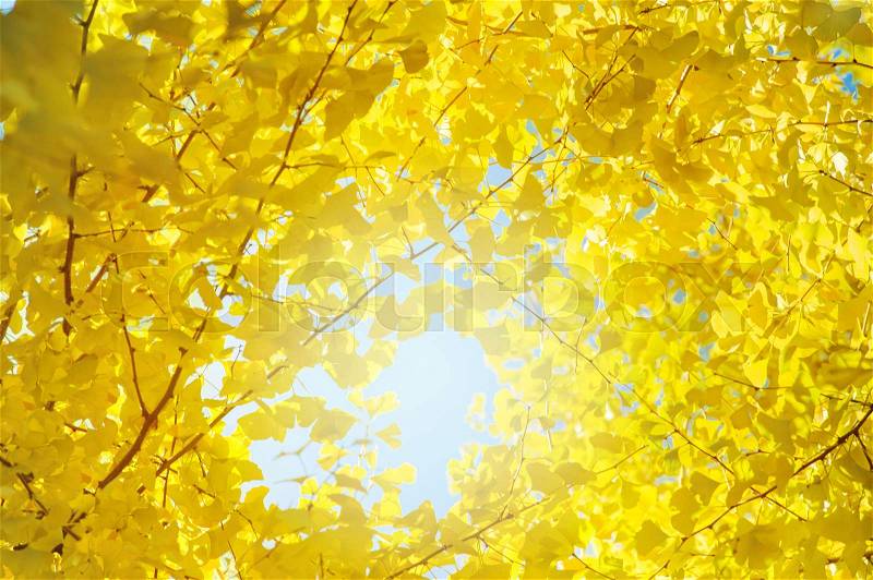 Maidenhair tree or yellow Ginkgo leaves over the blue sky background maidenhair tree or yellow Ginkgo leaves over the blue sky background, stock photo