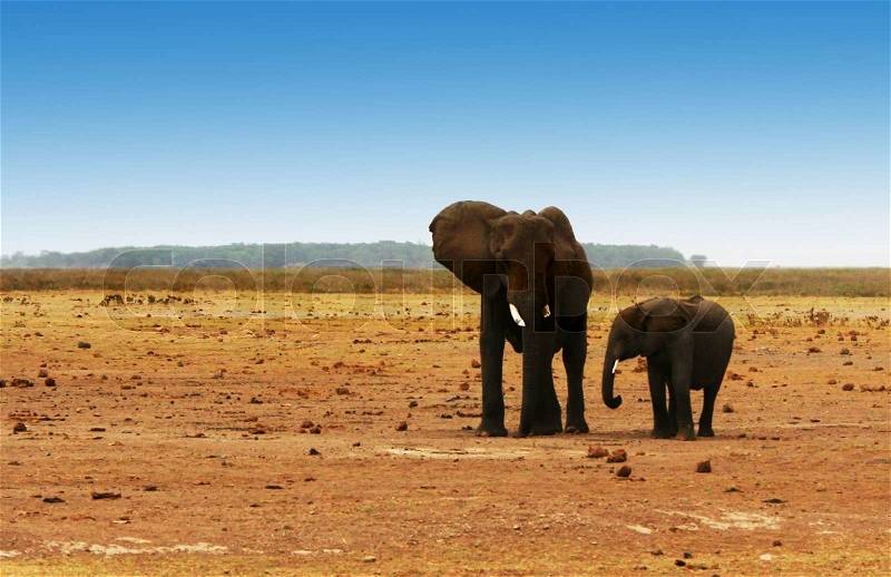 African safari, wild elephants family and landscape of Amboseli National Park, Kenya, stock photo