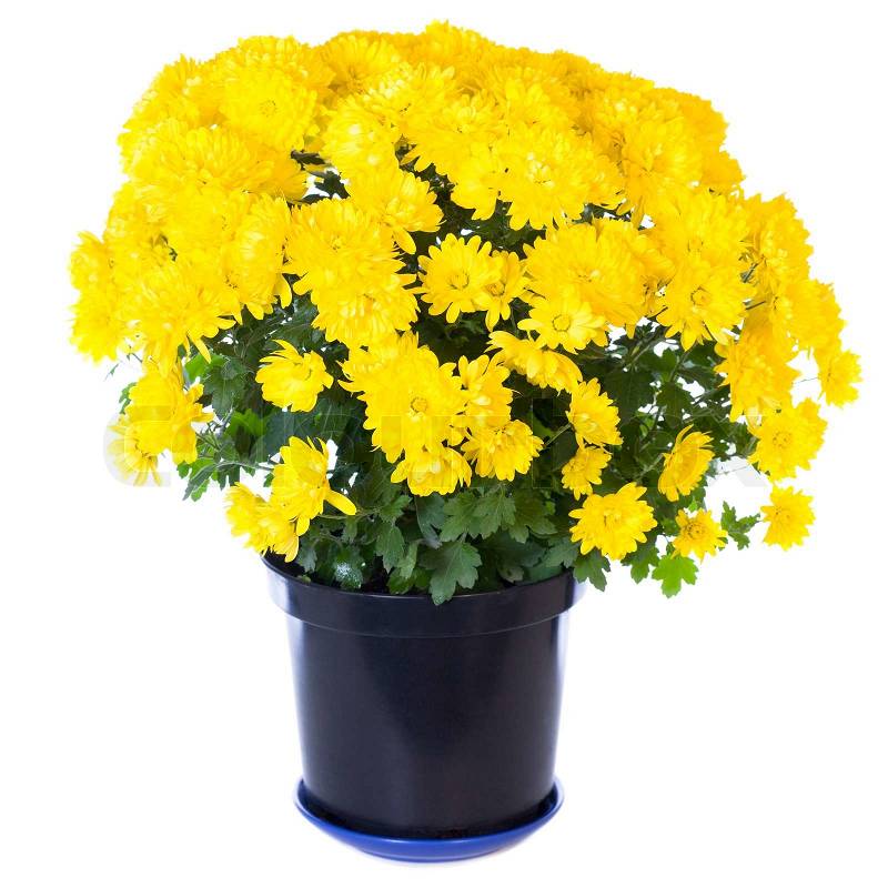3300116-beautiful-yellow-chrysanthemum-in-flowerpot-isolated-on-white-background-two-shots-stitch-image.jpg?width=400