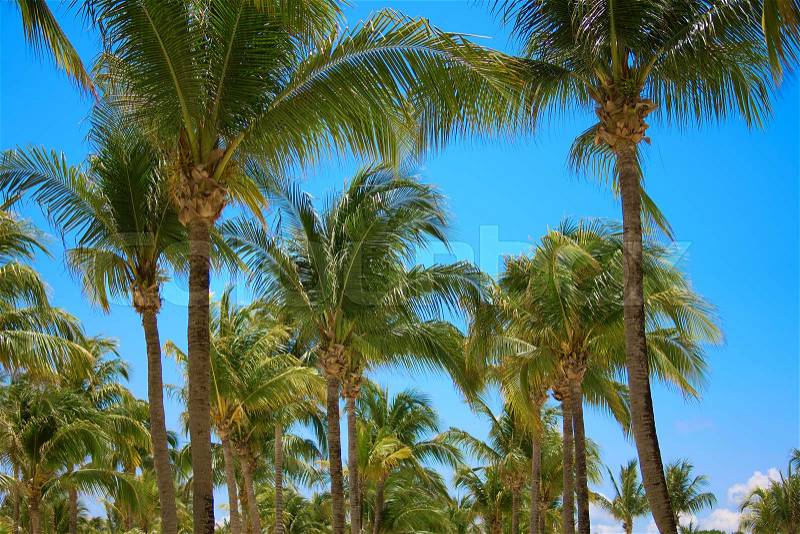 Leaves of coconut palms fluttering in the wind against blue sky. Bottom view. Bright sunny day. Riviera Maya Mexico, stock photo