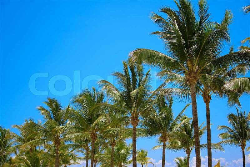 Leaves of coconut palms fluttering in the wind against blue sky. Bottom view. Bright sunny day. Riviera Maya Mexico, stock photo