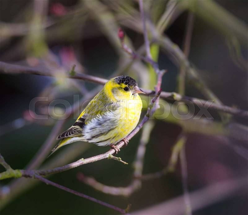 Closeup of a yellow male siskin bird sitting on a twig, stock photo