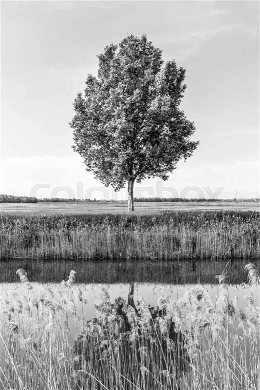 Tree in the field by river in spring. Black and white image, stock photo