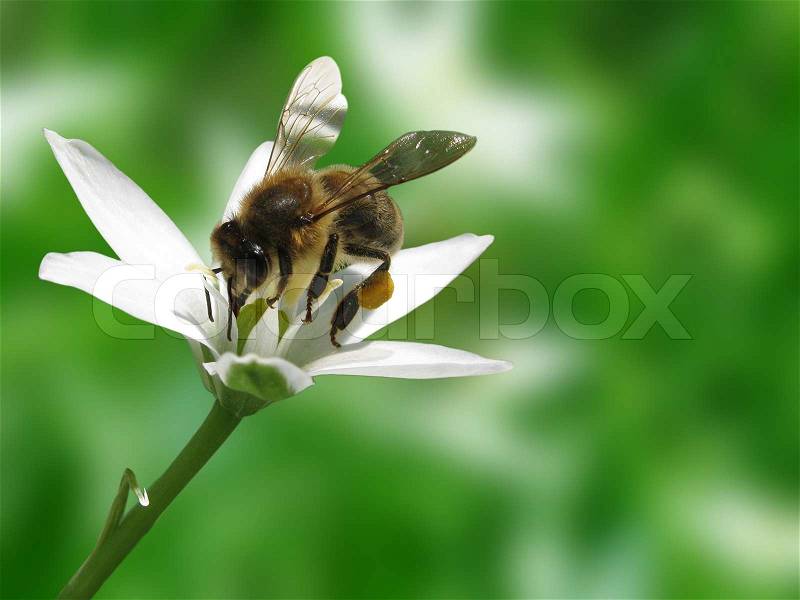 Bee on white flower, stock photo