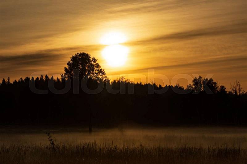Golden orange sunrise sunset with forest and mist covering the ground, stock photo