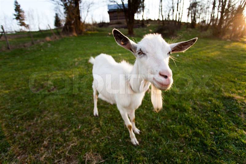 Distorted goat look and smile, closeup muzzle, stock photo