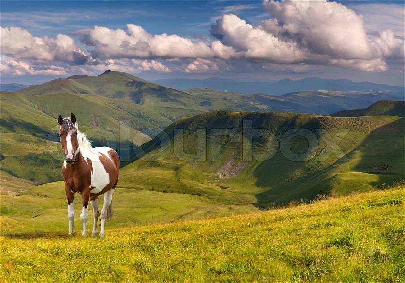 Horse in the mountains at summer, stock photo