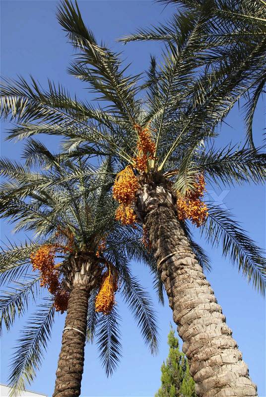 Close-up date palm tree with dates, stock photo