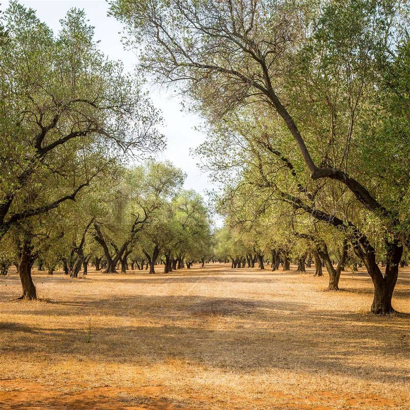 Italy, Puglia region, south of the country. Traditional plantation of olive trees, stock photo