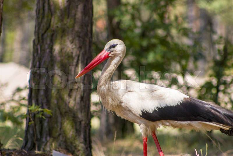 Stork walking in forest and looking for food. Beautiful big bird in nature, stock photo