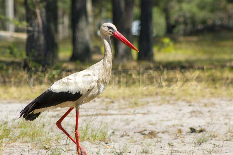 Stork walk in forest and looks for food. Beautiful big bird in nature, stock photo
