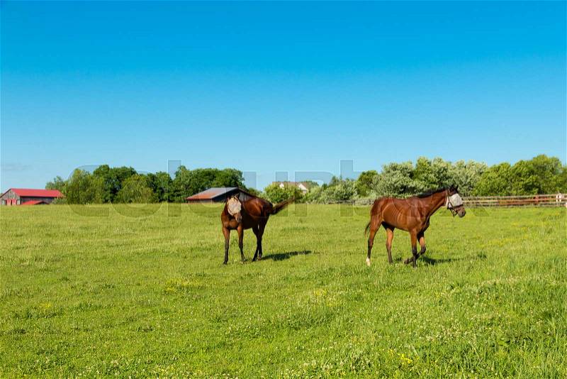Horses wearing the fly masks at green pastures of horse farms. Country summer landscape, stock photo