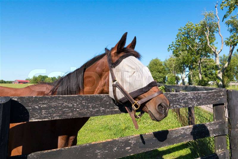 Horse wearing the fly masks at summer, stock photo