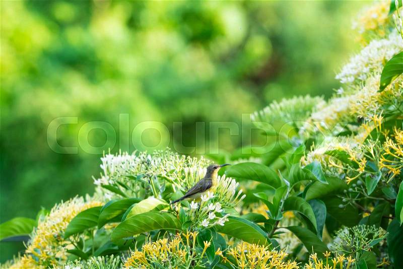 Small bird on the tree. Flowers of fragrant and sweet flowers in pollen. , stock photo