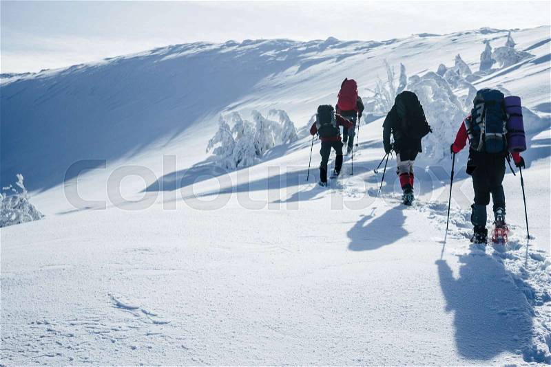 Travelers climbing Gorgany mountains in deep snow, stock photo