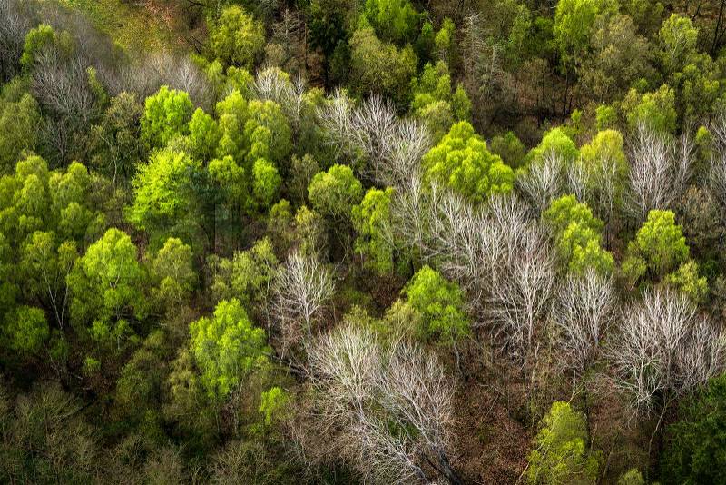 Forest seen from above with green and white trees in the spring, stock photo