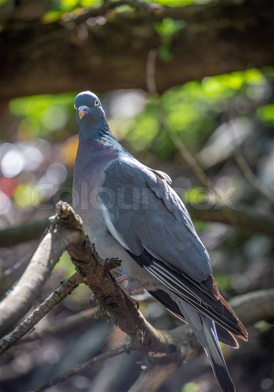 Close-up face of Wood Pigeon Columba palaumbus perched on a post. Culver, stock photo