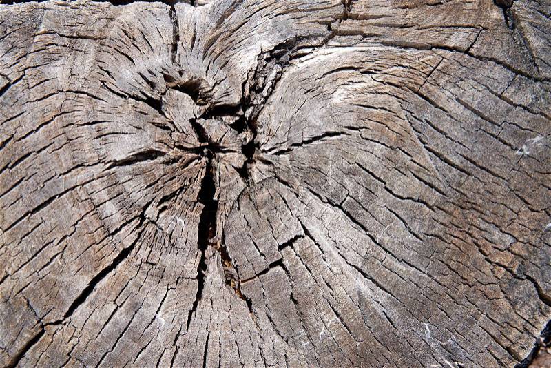 Wooden stump isolated on the white background. Round cut down tree with annual rings as a wood texture, stock photo
