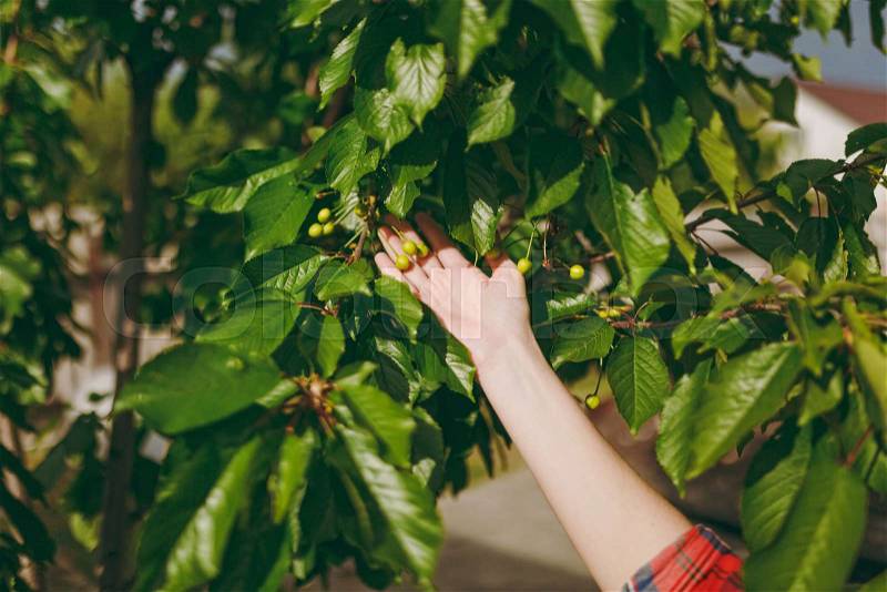 Close up gardener female hand holding green cherry on tree. Green berry, branches, unripe cherry on branch, tree, tear cherries, merry harvest, stock photo