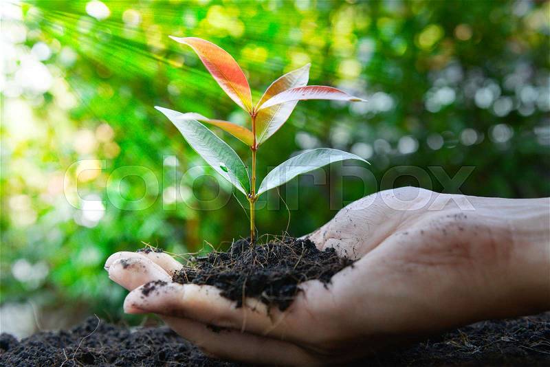 Close up human hand is planting the plant to the ground with lay of sunlight, stock photo