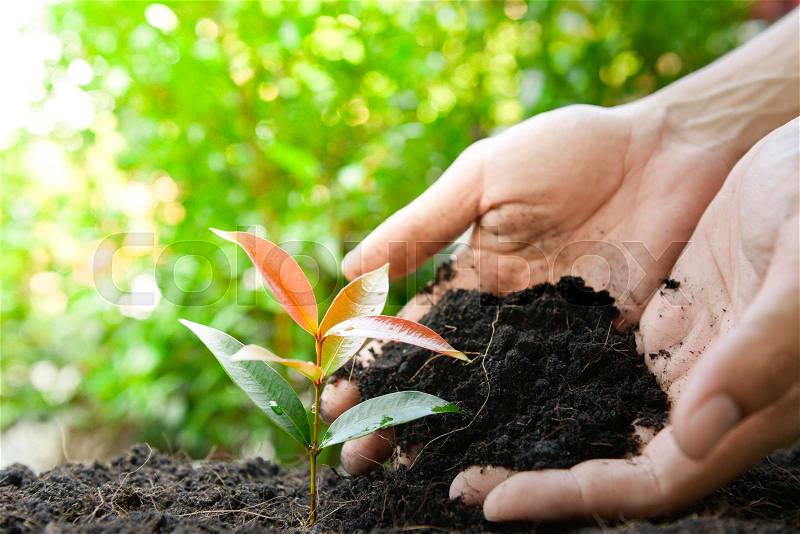 Close up human hand is planting the plant to the ground with lay of sunlight, stock photo