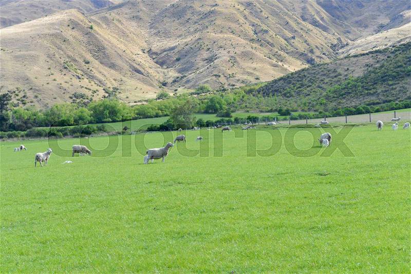 Sheep farm with glass field in New Zealand Southland, stock photo