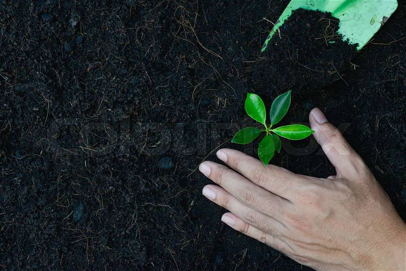 Man hand is planting the plant to the soil with spoon - top view, stock photo
