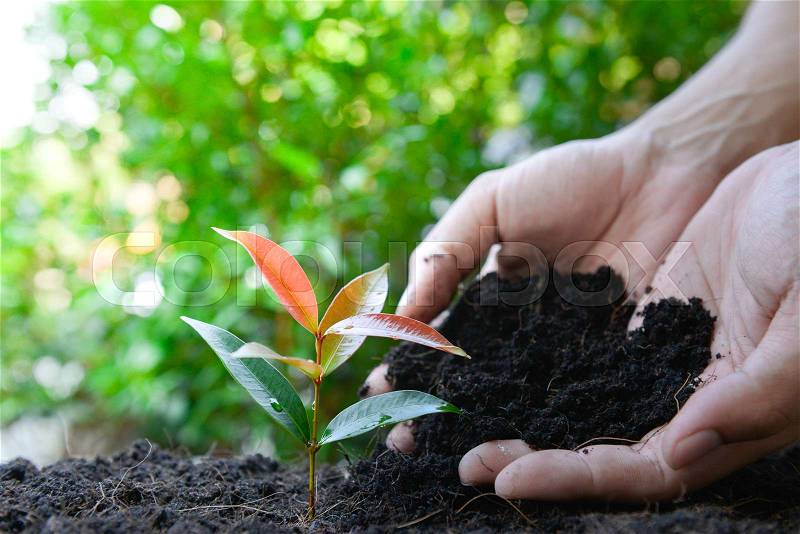 Man hand is planting the plant to the soil with sunlight, stock photo