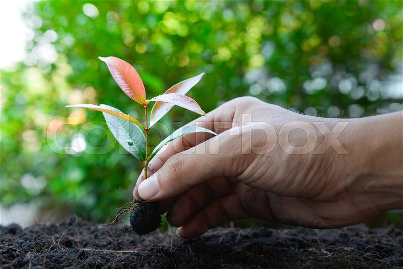 Man hand is planting the plant to the soil with sunlight, stock photo