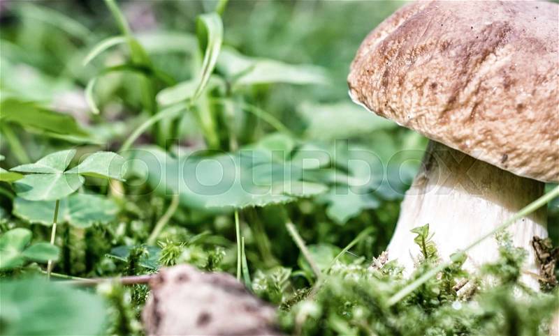 Boletus mushroom in the woods, stock photo