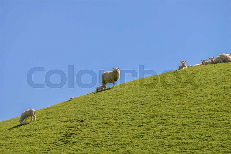 Sheep farm in New Zealand Southland, stock photo