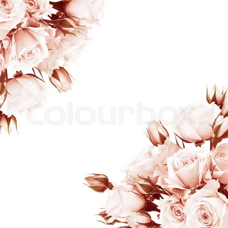 Fresh pink roses frame, beautiful isolated on white flowers, corner composition, holiday rose gift, love concept, stock photo