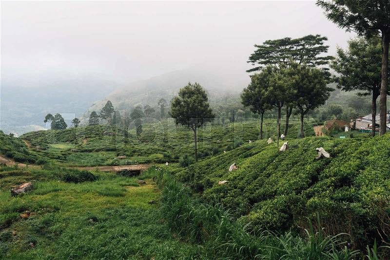 People pick up green tea lives in the fog tea field in srilanka, stock photo