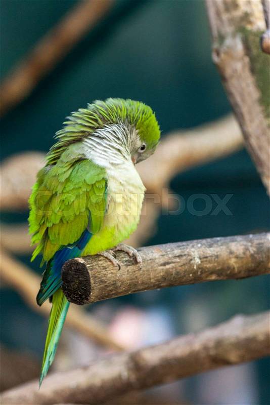 Parrot close - up on the branches of the tree, stock photo