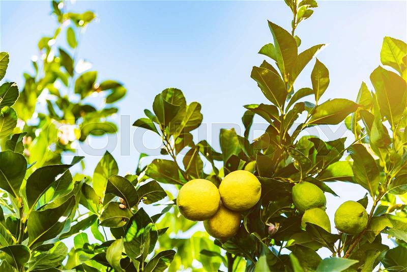 Close-up of ripe yellow and unripe green lemons on lemon tree against blue sky, stock photo
