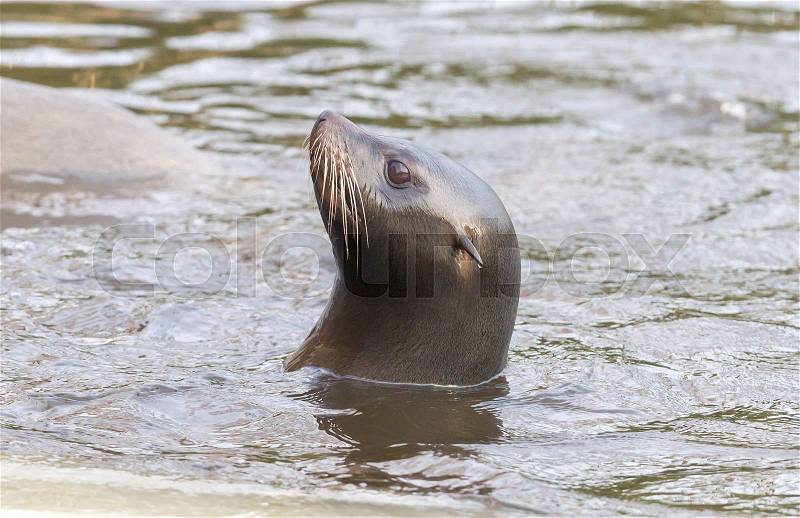 Sea lion swimming in the cold water - Winter time, stock photo