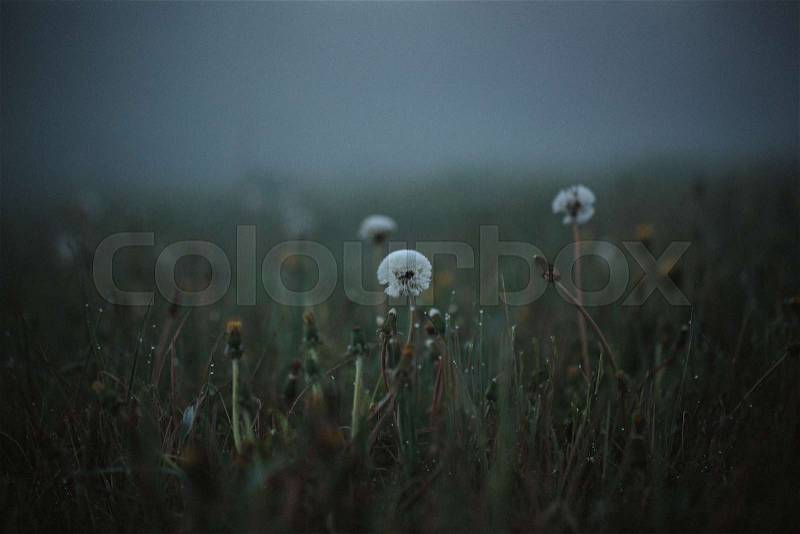 Close up grass. Fog in park in the city. Early Morning. Macro shot of dandelion. Film Grain toning, stock photo