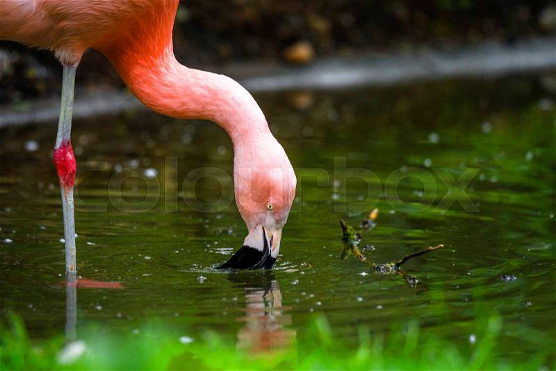 Pink flamingo drinking water from a pond surrounded by green plants, stock photo